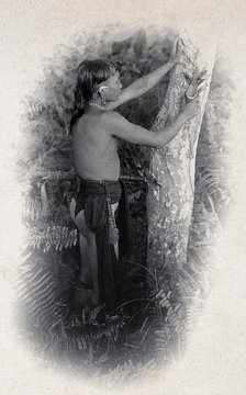 Sarawak: a Kenyah worker collecting the poison from an upas tree trunk, c1900. Creator: Unknown.