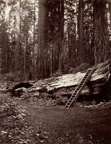 Father of the Forest, 1865-66, printed ca. 1876. Creator: Carleton Emmons Watkins.