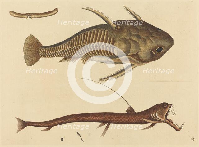 The Viper-mouth (Silurus cataphractus), published 1731-1743. Creator: Mark Catesby.