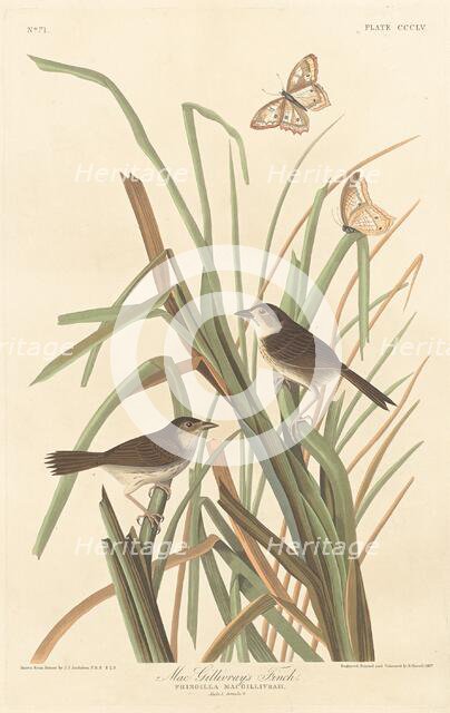 MacGillivray's Finch, 1837. Creator: Robert Havell.