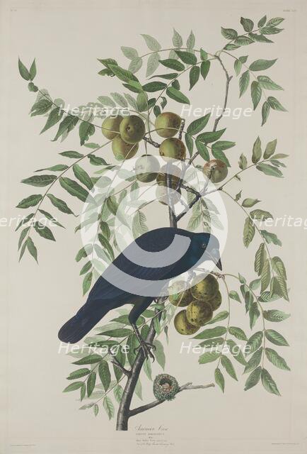 American Crow, 1833. Creator: Robert Havell.