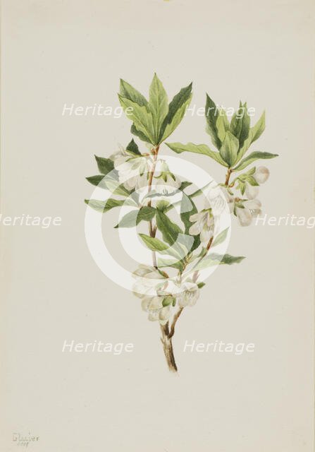 Rocky Mountain Rhododendron (Rhododendron albiflorum), 1901. Creator: Mary Vaux Walcott.