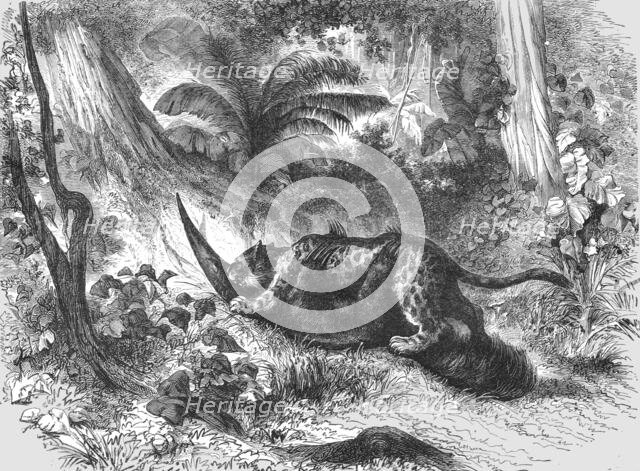 'Conflict between the Jaguar and Ant-Eater; A Trip up the Trombetas', 1875. Creator: Unknown.