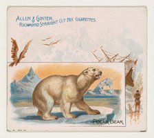 Polar Bear, from Quadrupeds series (N41) for Allen & Ginter Cigarettes, 1890. Creator: Allen & Ginter.
