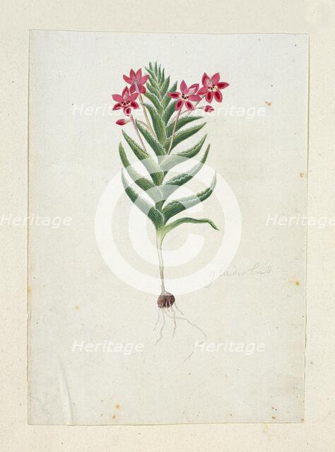 Lapeirousia silenoides (Jacq.) Ker Gawl., 1777-1786. Creator: Robert Jacob Gordon.