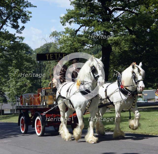 Tetley shire horses, Roundhay Park, Leeds, West Yorkshire, 1968.  Artist: Michael Walters