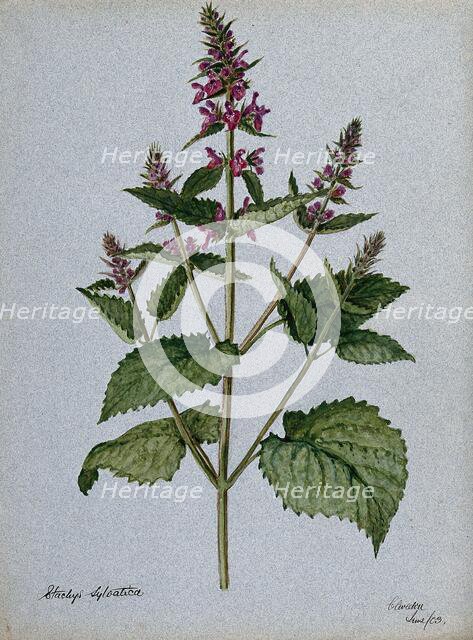 Betony (Stachys officinalis): flowering stem, 1903. Creator: Unknown.
