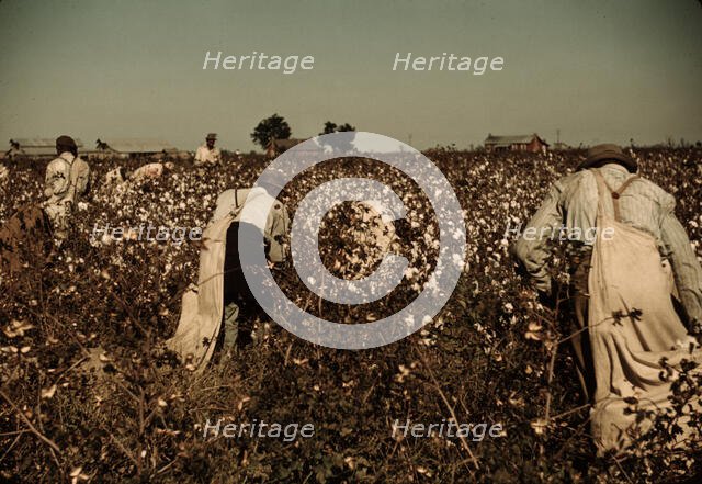 Day laborers picking cotton near Clarksdale, Miss., 1939. Creator: Marion Post Wolcott.