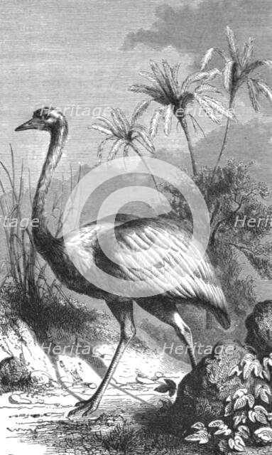 'South American Ostrich; Old South American Geographies', 1875. Creator: Unknown.