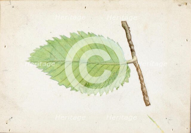 Jagged Leaf Edge Caterpillar..., late 19th-early 20th century. Creator: Emma Beach Thayer.