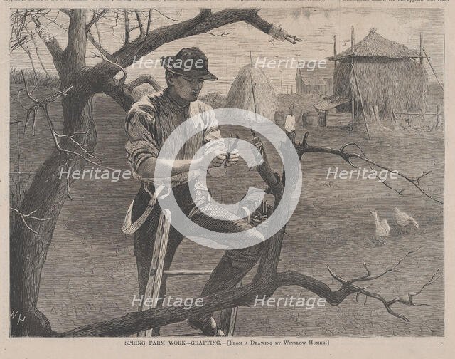 Spring Farm Work - Grafting (Harper's Weekly, Vol. XIV), April 30, 1870.