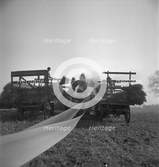 The threshing of oats, Clayton, Indiana, south of Indianapolis, 1936 Creator: Dorothea Lange.