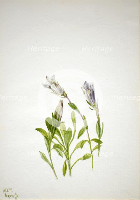 Gentian (Gentiana newberri), 1938. Creator: Mary Vaux Walcott.