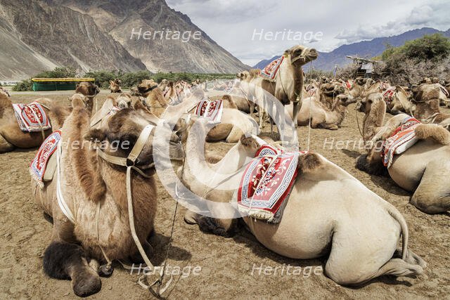 Bactrian Camels, Nubra Valley, Hunder Sand Dune, Ladakh, India, 2023. Creator: Peter Thompson.