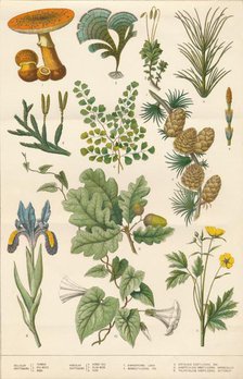 Botanical illustration, c1880s. Creator: Vincent Brooks Day & Son.