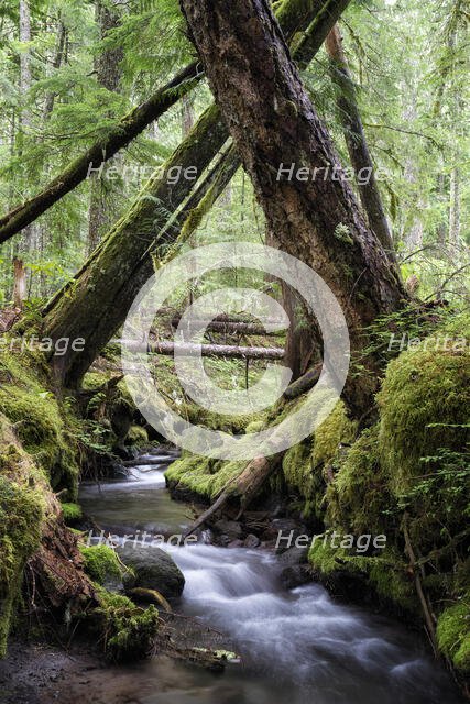 Lifeblood of the Forest. Creator: Joshua Johnston.