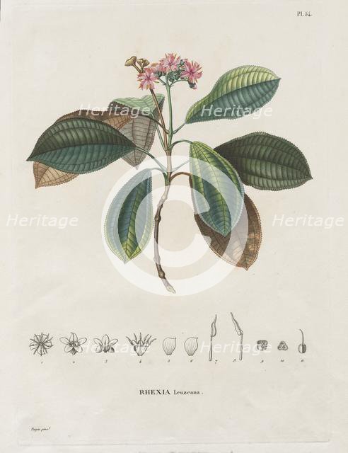 Voyage aux Régions équinoxiales du nouveau continent, fait dans les années 1709 à 1804..., 1816-1823 Creator: Alexander, Freiherr von Humboldt (German, 1769-1859).