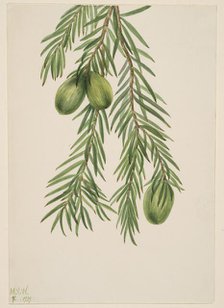 California Nutmeg (Tumion californicum), 1929. Creator: Mary Vaux Walcott.