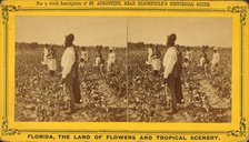 Picking cotton, c1850-c1930. Creator: Unknown.