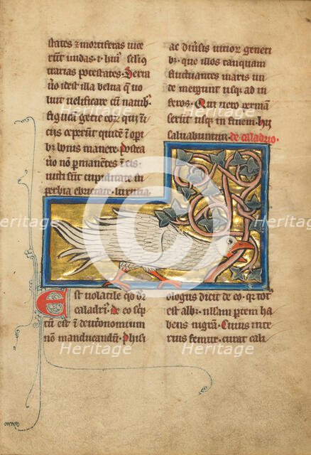 A Caladrius Bird, 1277 or after. Creator: Unknown.