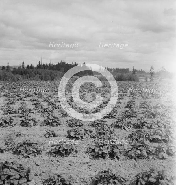 Shows the Arnold house, looking across their strawberry field..., Michigan Hill, Washington, 1939. Creator: Dorothea Lange.