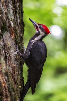 Piliated Woodpecker. Creator: Joshua Johnston.