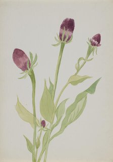 (Untitled--Flower Study), n.d. Creator: Mary Vaux Walcott.