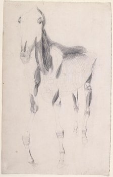 Working drawing for 'The Ninth Anatomical Table of the Muscles ... of the Horse', 1756. Creator: George Stubbs.