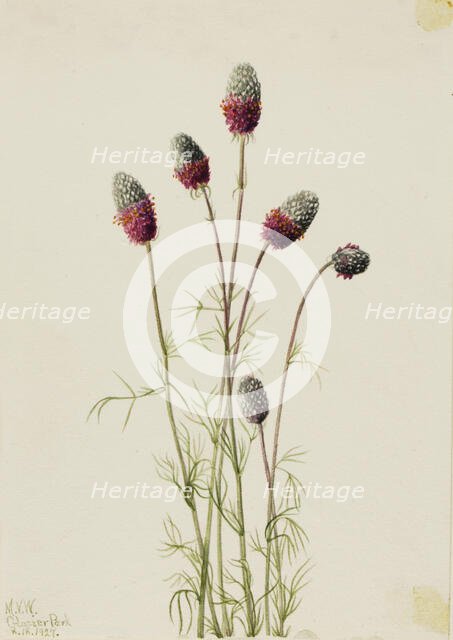 Purple Prairieclover (Petalostemon purpureum), 1927. Creator: Mary Vaux Walcott.