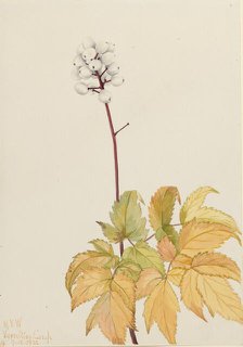 Ivory Baneberry (Actaea arguta), 1922. Creator: Mary Vaux Walcott.
