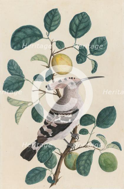 Hoopoe on a Citrus Tree Branch, c. 1800. Creator: Unknown.