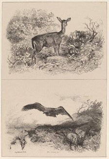 Biche, Aigle. Creator: Karl Bodmer.