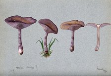 The wood blewit fungus (Lepista nuda): four fruiting bodies, 1898. Creator: Unknown.