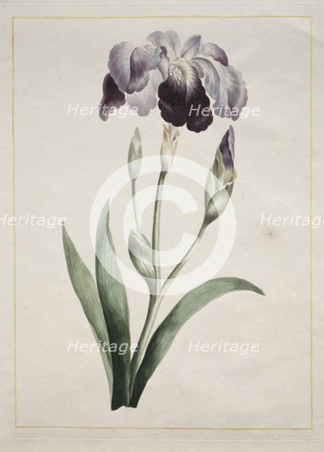 Japanese Iris (Large Blue Iris), 1801. Creator: John Edwards (British).