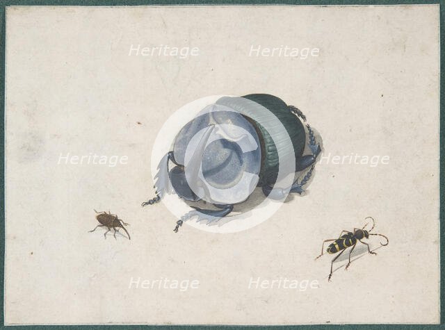 Studies of a Blue Beetle and Insects, 17th century (?). Creator: Anon.
