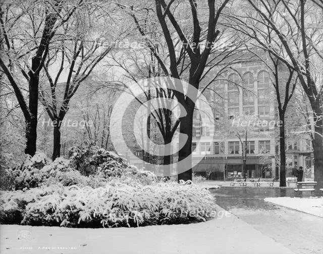 A Bed of snow-ball, c1907. Creator: Unknown.