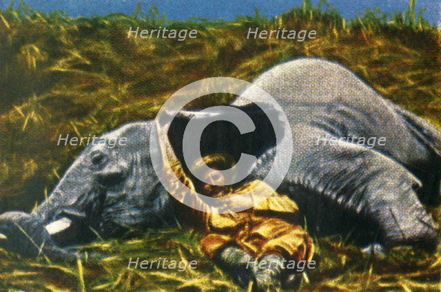 Trophy-hunter with dead elephant, c1928. Creator: Unknown.