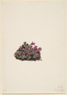 Purple Saxifrage (Saxifraga oppositifolia), 1924. Creator: Mary Vaux Walcott.