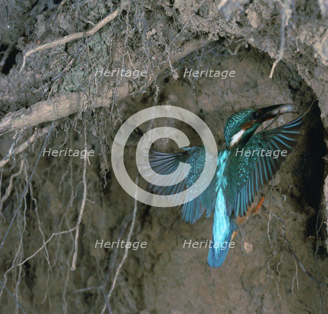 Kingfisher and worm.