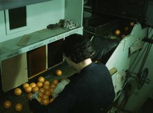 Grading oranges at a co-op orange packing plant, Redlands, Calif. , 1943. Creator: Jack Delano.
