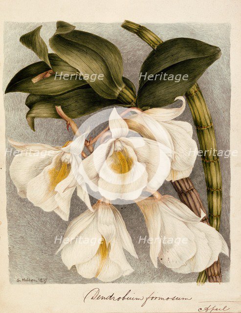 Dendrobium Formosum, c. 1839.
