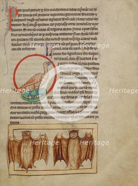 A Nightingale; Bats; Northumberland Bestiary, about 1250-1260. Creator: Unknown.