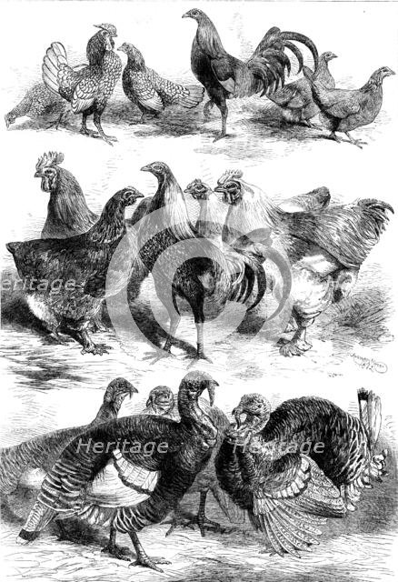 Prize birds at the Poultry and Pigeon Show recently held at Birmingham, 1862. Creator: Harrison Weir.