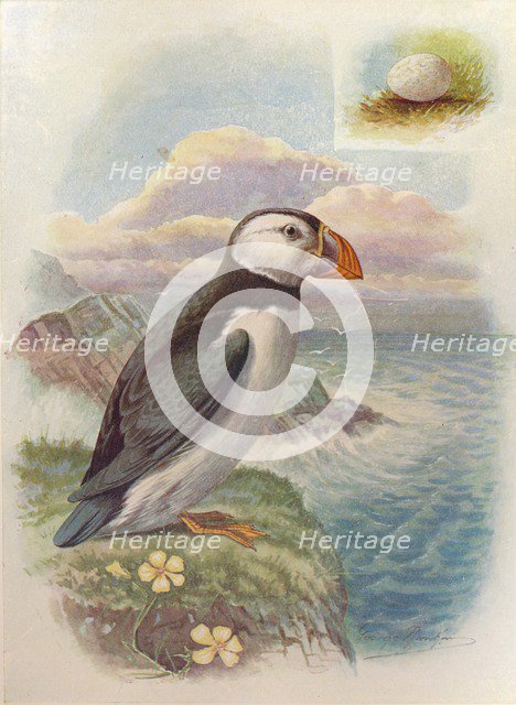 'Puffin - Frater'cula arc'tica', c1910, (1910). Artist: George James Rankin.