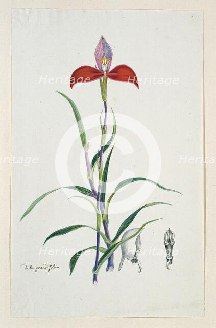 Disa uniflora Bergius (Red disa; or Pride of Table Mountain), 1777-1786. Creator: Robert Jacob Gordon.