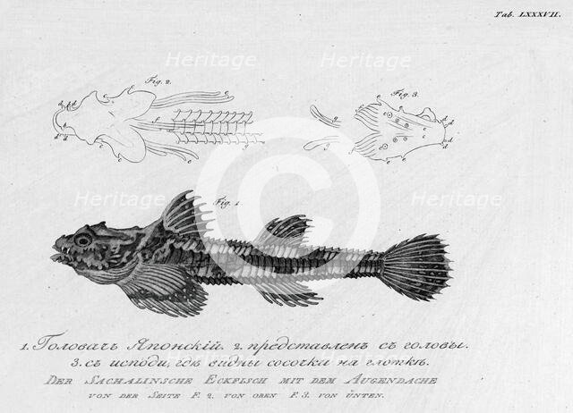 F.1. Japanese "Golovach"; F.2. Its Head; F.3. From Below, Where Small Nipples on..., 1813. Creator: Pavel Ivanovich Maslovskii.