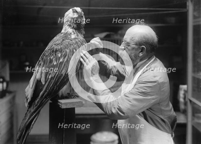 N.R. Wood of Smithsonian Institution - Mounting Birds, 1916. Creator: Unknown.