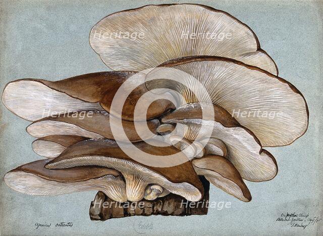 Oyster mushrooms (Pleurotus ostreatus) growing on wood, 1895. Creator: Unknown.
