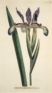 Iris Spuria (Spurios Iris), pub. 1790 (hand coloured engraving). Creator: English School (18th Century).