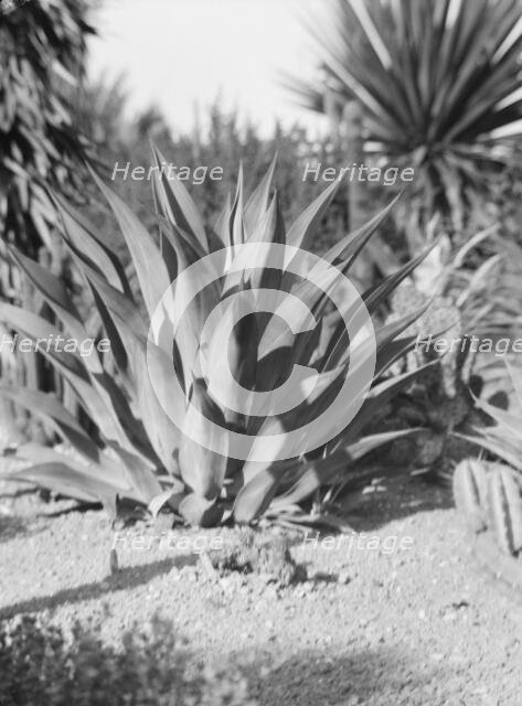 Travel views of the American Southwest, between 1899 and 1928. Creator: Arnold Genthe.